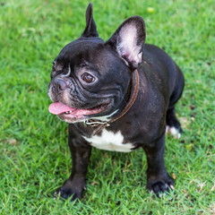 Black french bulldog sitting on the green grass fields.