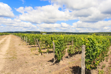 Fototapeta na wymiar overlooking a vineyard and the sky