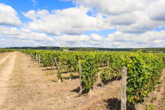 Overlooking A Vineyard And The Sky