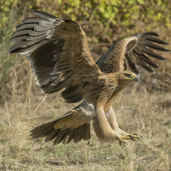 spanish imperial eagle