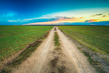 Dirty countryside sandy road in green wheat field. Spring season