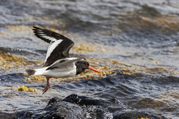 Oystercatcher, Haematopus ostralegus, in flight