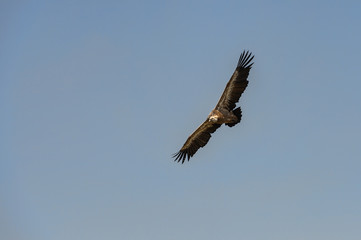 Griffon Vulture flying 4