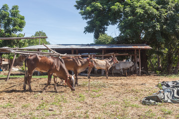Fototapeta na wymiar Thai cows resting in a field southern ,Thailand