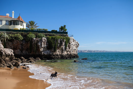 Dog Running On The Beach On The Background Of The House On The Rock