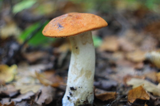 Оранжевый гриб подосиновик в осеннем лесу