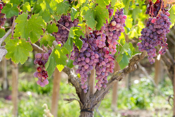 Dessert Grape, ripe and ready for harvest. Variety 