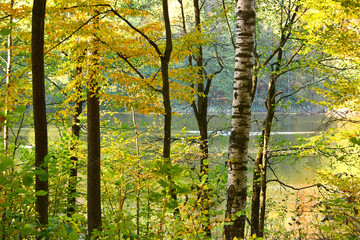 Autumn forest