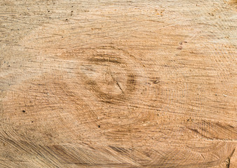 Fototapeta premium Close up of the freshly cut red oak (Quercus borealis) trunk with chainsaw marks