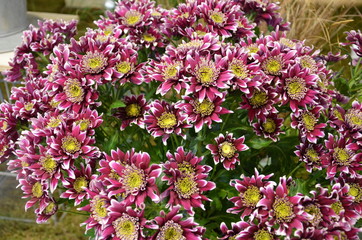 Winterastern - chrysanthemum indikum-hybride 