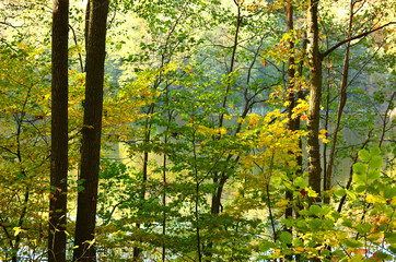 Obraz premium Autumn forest