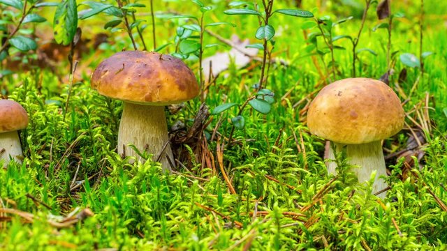 forest mushroom in moss, time-lapse