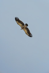 Gyps fulvus flight in Uvac canyon