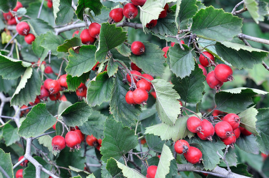 Haw Akademischer Kalender Haw Hamburg