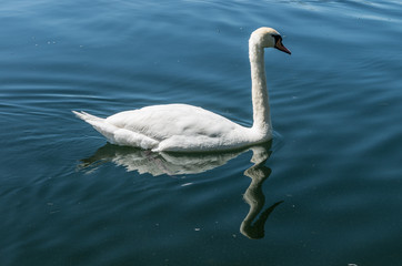 White swan on a lake