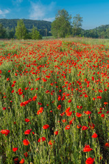 Red poppies field on the sunny morning with the trees in the background