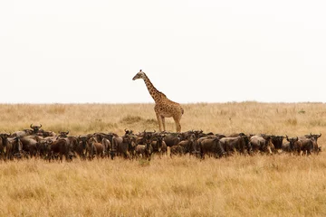 Papier Peint photo Girafe Girafe et un troupeau de gnous dans la savane africaine sèche