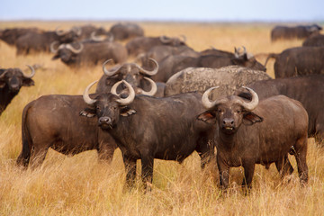 Obraz premium African Cape buffaloes grazing in African savanna