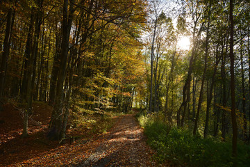 Fototapeta premium Polnej drodze w lesie jesienią