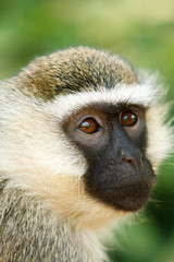 Vervet monkey face in African jungle