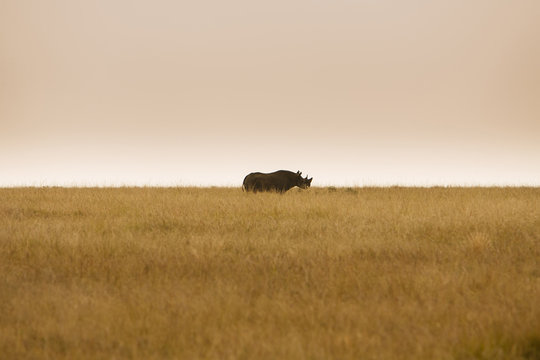 Critically endangered black rhinoceros in African savanna