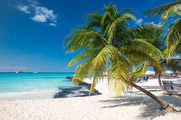 Fototapeta na wymiar Coconut palm on caribbean beach