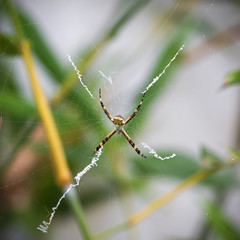 Black and Yellow Argiope spider on web