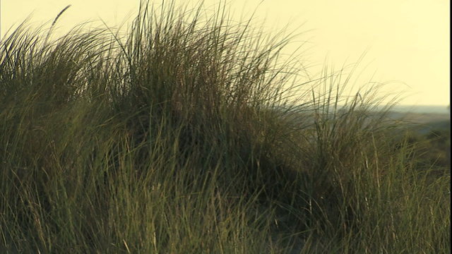 Coastal grass on sand dune, pan & rack