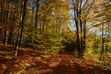 Dirt road in autumn forest