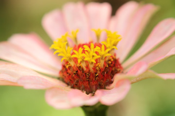 Zinnia