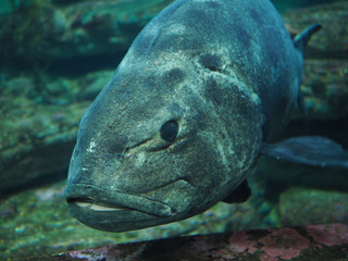 Close Up Blue Gray Fish with Large Mouth and Pebbled Texture