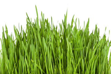 Fototapeta na wymiar Green grass closeup on white background 