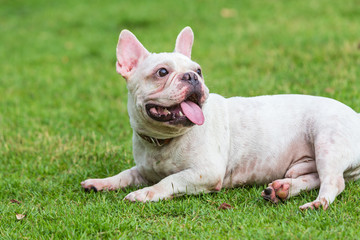 White french bulldog laying on the green grass fields.