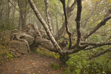 Obraz premium A gnarled old tree in the Blue Ridge Mountains of Western North Carolina.