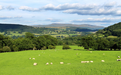Fototapeta na wymiar Sheep grazing in Powys Wales, with black Mountains in background