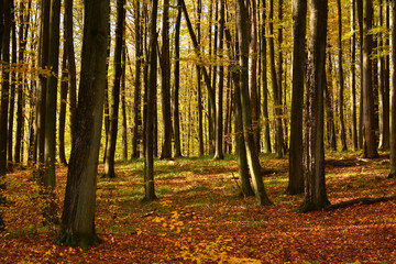 Autumn forest