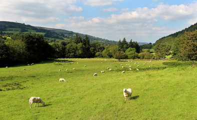An English Rural Landscape with Grazing Sheep