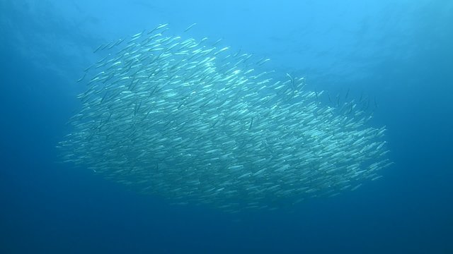 School of small silver herring surrounding a shipwreck