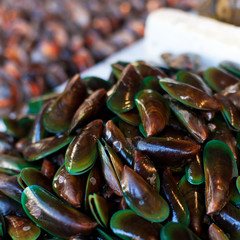 Oysters, mussels and scallops
