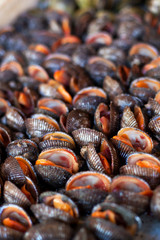 Oysters, mussels and scallops