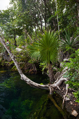 Cenote with pure water, Mexico