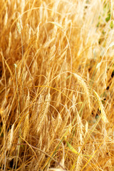 Wheat field