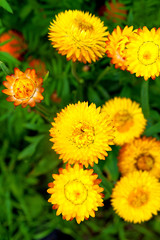  Helichrysum or Strawflower in outdoor garden, Helichrysum bract