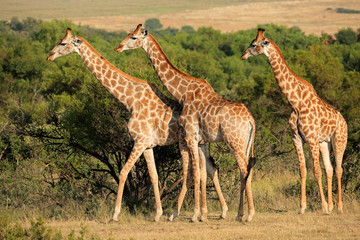 Naklejka na ściany i meble Giraffes (Giraffa camelopardalis) in natural habitat, South Africa.