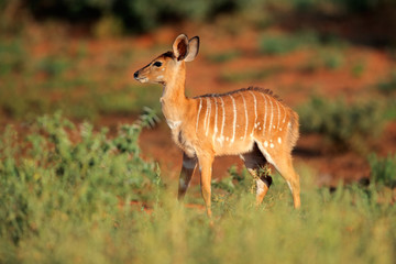 Young Nyala antelope (Tragelaphus angasii) in natural habitat, Mokala National Park, South Africa.