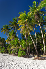 Obraz premium Tropical view with top of coconut palm tree on blue sky background, Maldives travel destination