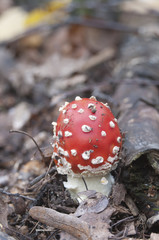 Toadstool mushroom