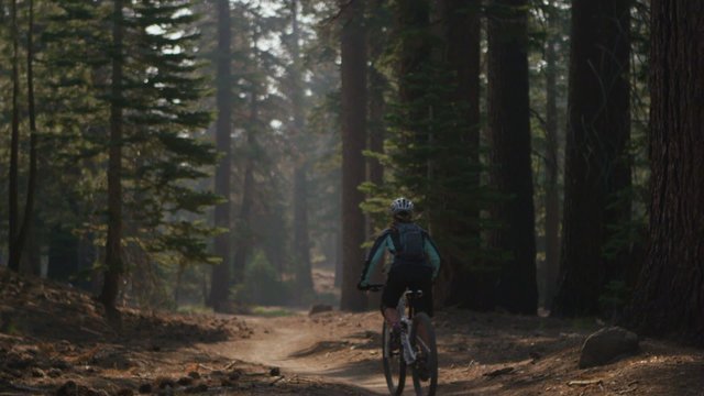 A mountain biker rides in a forest.