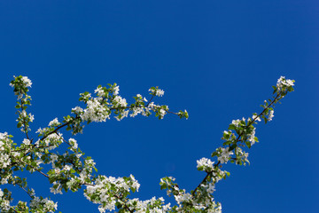 A blooming branch of apple tree on sky background
