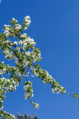 A blooming branch of apple tree on sky background